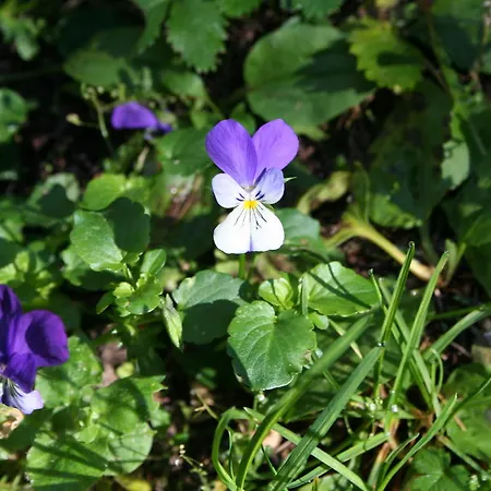 Apartment Sumska Kuca 1