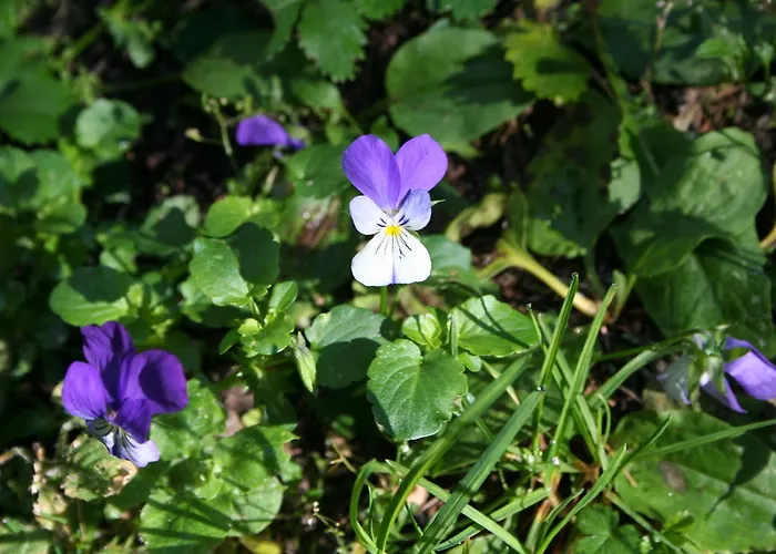 Apartamento Sumska Kuca 1